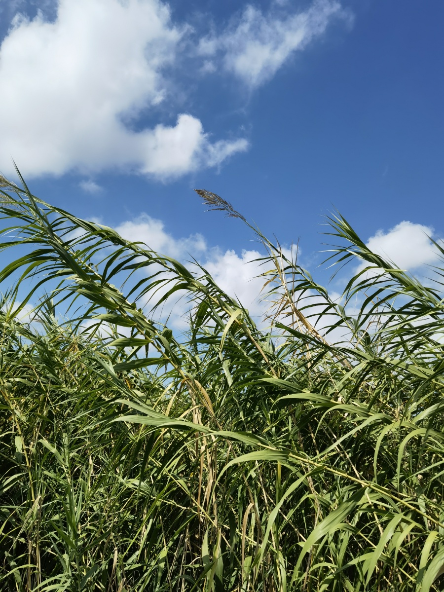 海边的芦苇