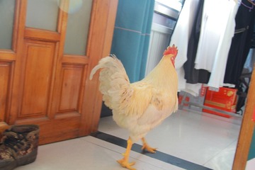 26872