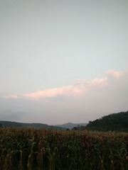 1068807