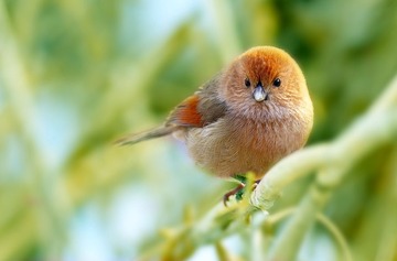 春节片2.jpg