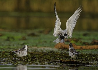 “DSC_6945”为智能对象-1