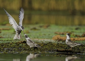 “DSC_6956”为智能对象-1