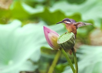 “_DSC0890”为智能对象-1