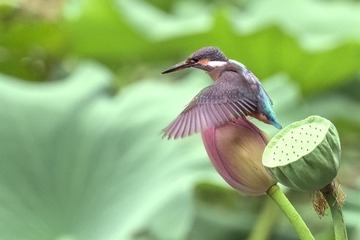 “_DSC0900”为智能对象-1