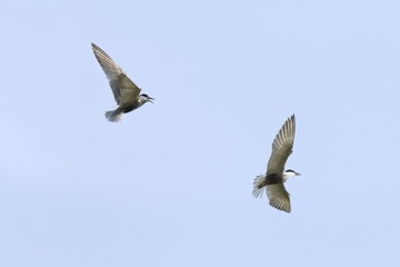 “DSC_6720”为智能对象-1