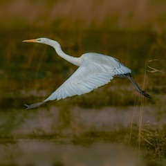 _DSC4722
