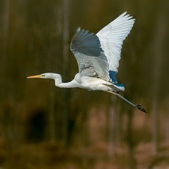 _DSC4726-2