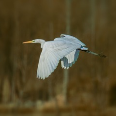 _DSC4727