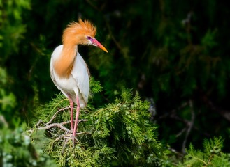 _DSC0983-2
