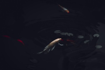 16310