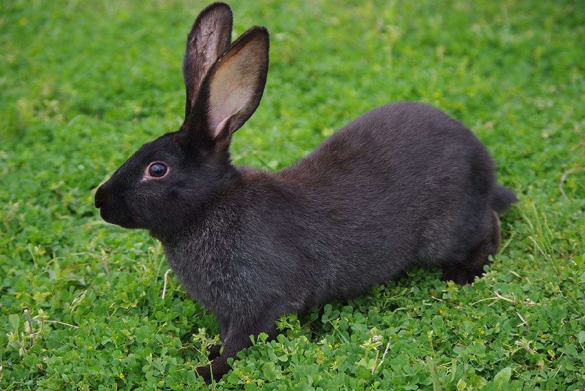 黑兔是中国农科院培育的一个最新优良品种遗传性能稳定