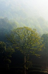 IMG_7388.jpg