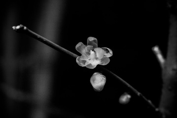 IMG_0350-1.jpg