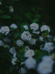 9DF3531D-FE67-4592-8912-62D077AFCE10/L0/001