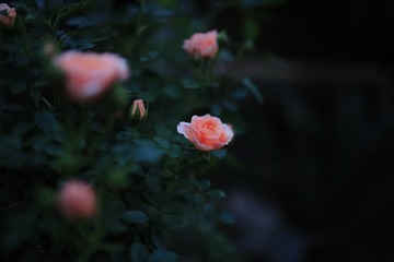 550BC393-D59E-4E21-8F8C-CD733D3319BF/L0/001