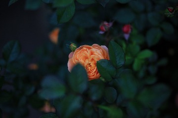 D6AFBA25-48FE-4CF9-A69C-8C71044B9922/L0/001