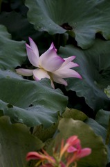 2742D0EB-3ED9-47D0-8579-58B2440FFDD1/L0/001