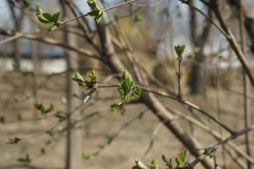 DSC00573.JPG