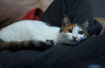 MYCAT.jpg