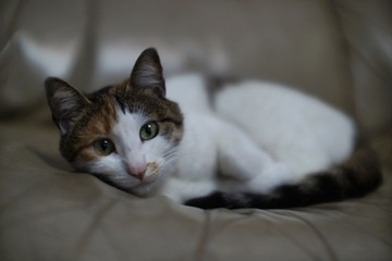 mycat2.jpg