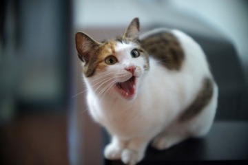 cat.jpg