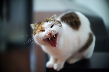 cat22.jpg