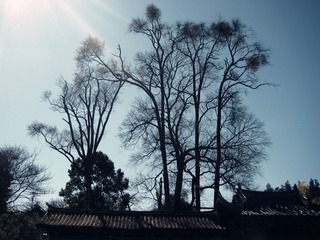 IMG_4992_副本.jpg
