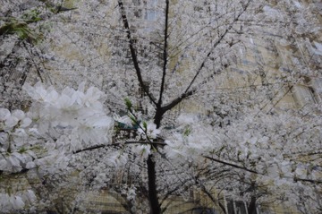 樱花网.JPG
