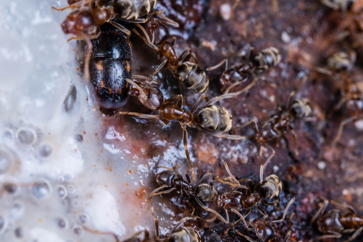 臭蚁- 修玮 - 图虫