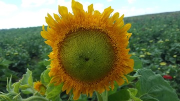 145