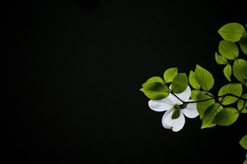 IMGP1310.jpg