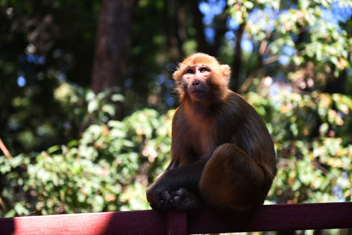 2021年国庆节出行采风(6)泸山历经劫难的猴子:泸山风景区除了古刹众多