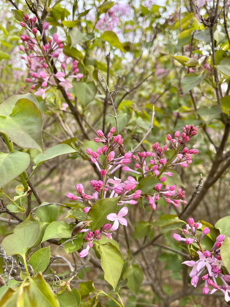 丁香花和花苞及树枝图 - 大老师摄影 - 图虫