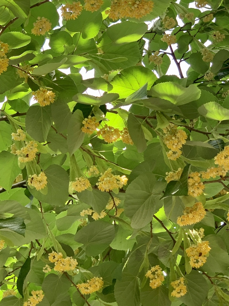 栾树花开 - 大老师摄影 - 图虫