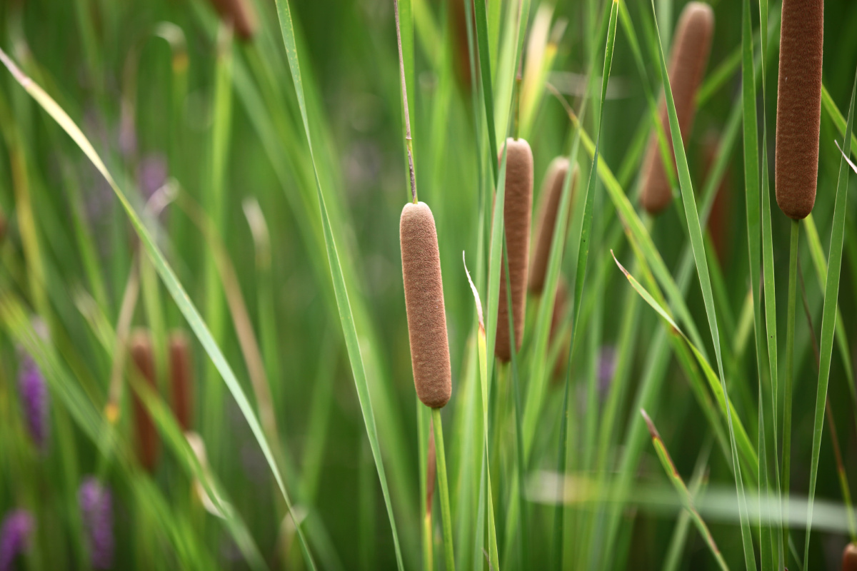 1/215植物植物图集香蒲夏天水生植物荷塘特写池塘野生摄影最满意的