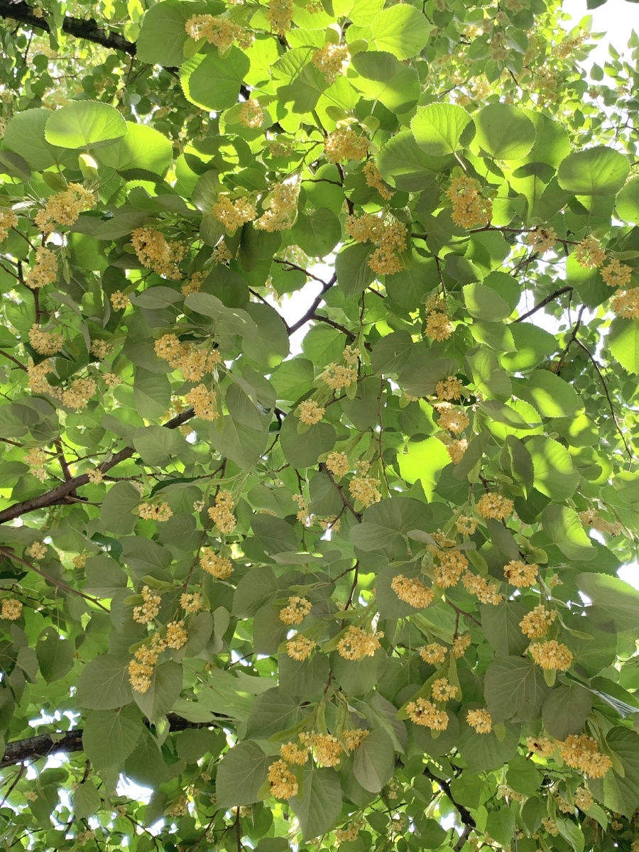 栾树花开 - 大老师摄影 - 图虫