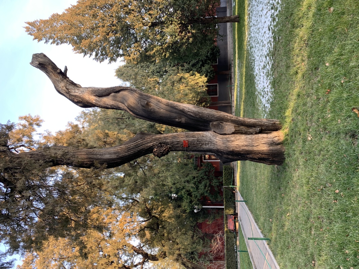 北京城的古树中山公园