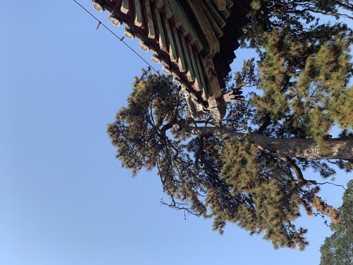 北京戒台寺及古松和古树