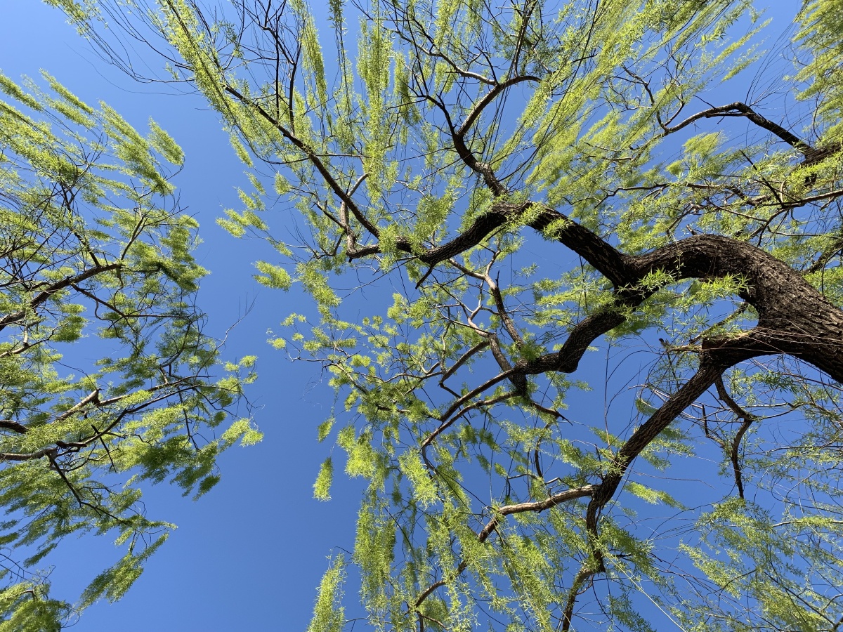 柳树@翠柳@垂柳@春天 - 大老师摄影 - 图虫