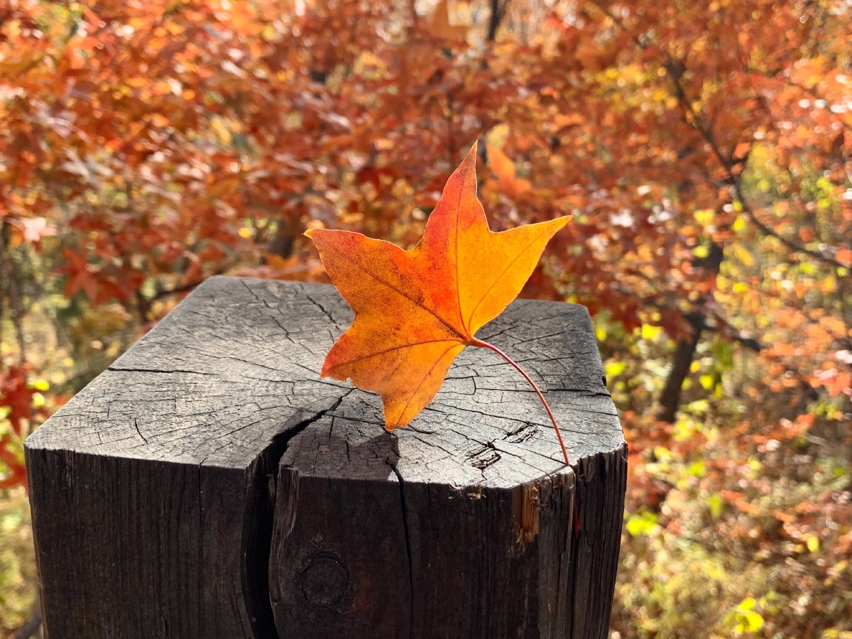 五角枫叶@秋天 - 大老师摄影师 - 图虫
