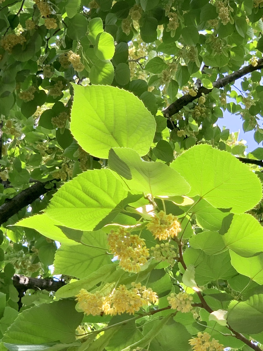 栾树花开 - 大老师摄影 - 图虫