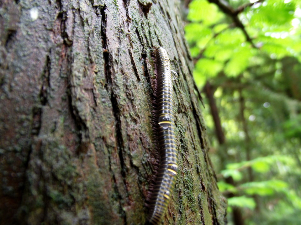 很有热带雨林的感觉,拍千足虫的时候用的是微距,心里麻麻的,随手拍了