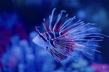 A23C001A-B5CF-4CEA-9D92-390DF4C48AFD/L0/001