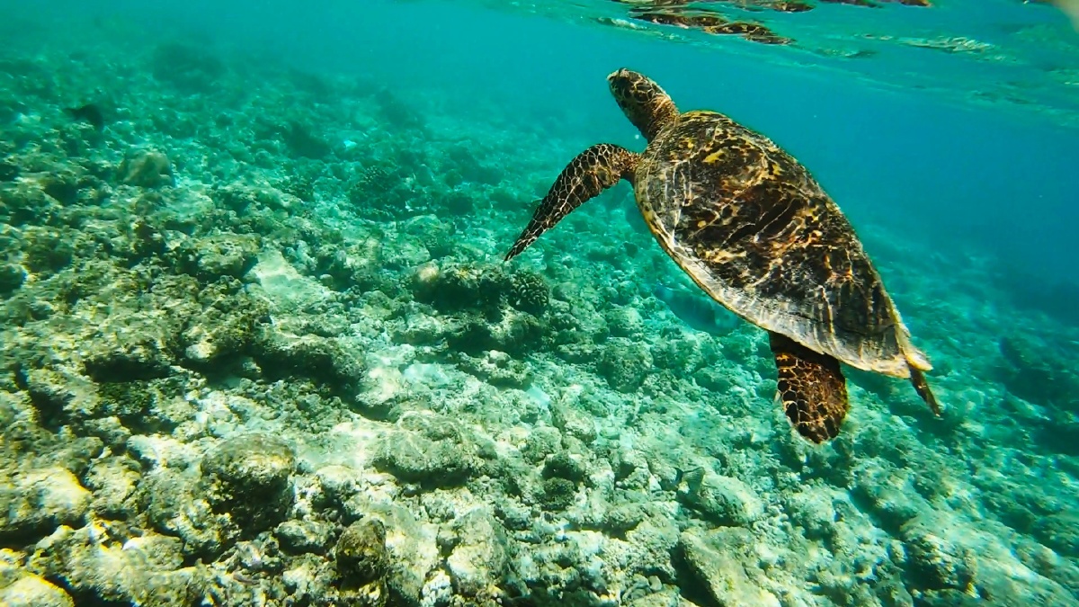 马尔代夫 embudu 浮潜之旅