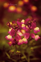 “_DSC0179”为智能对象-1.jpg