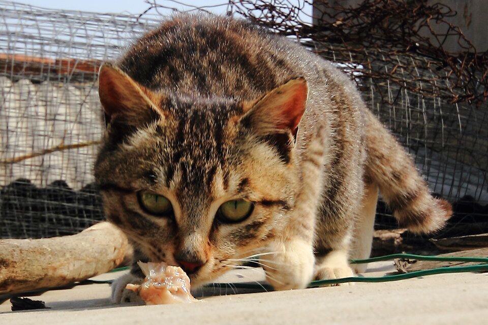 IMG_9254猫<br />
