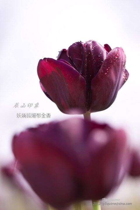 妖娆狐媚郁金香<br />
本组照片拍摄于2012.04.07上海辰山植物园