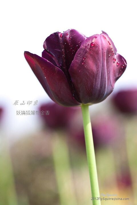 妖娆狐媚郁金香<br />
本组照片拍摄于2012.04.07上海辰山植物园
