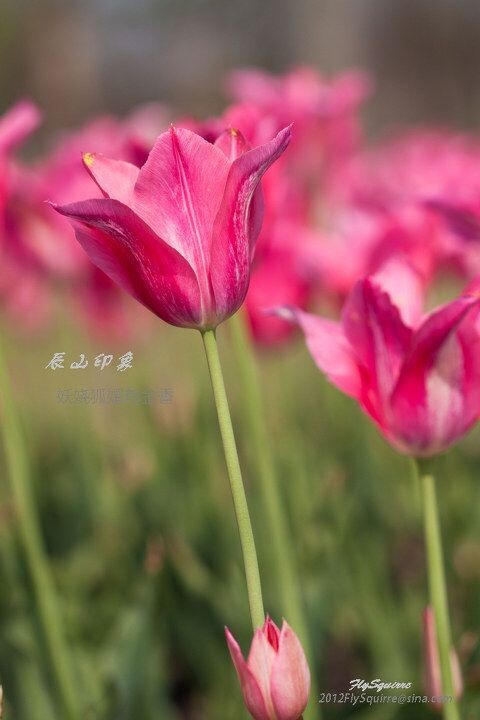 妖娆狐媚郁金香<br />
本组照片拍摄于2012.04.07上海辰山植物园