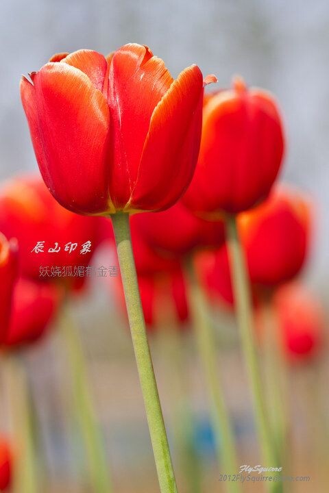 妖娆狐媚郁金香<br />
本组照片拍摄于2012.04.07上海辰山植物园